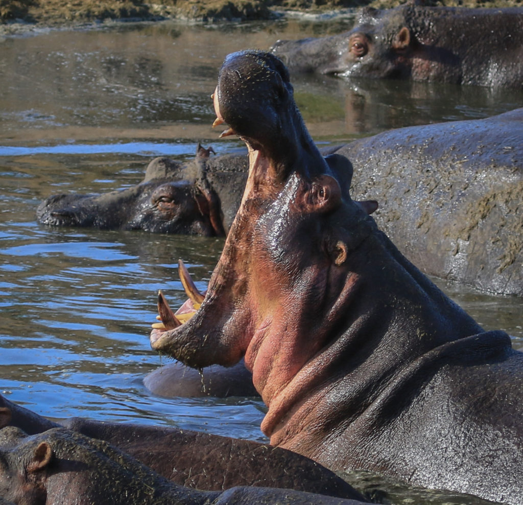 Tanzania-Hippopotamus