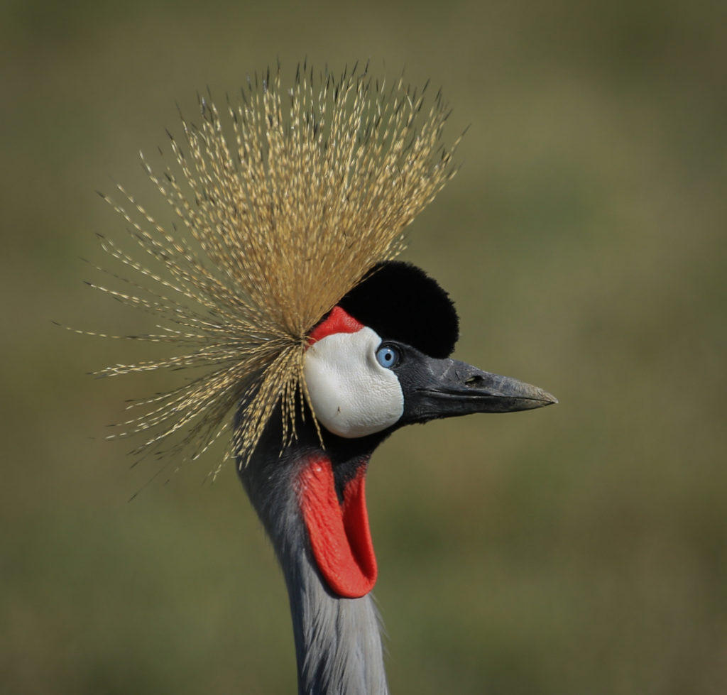 Tanzania-Grey Crowned Crane